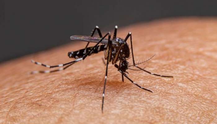 Dengue Fever : डेंग्यूच्या रुग्णांनी &#039;हे&#039; ज्यूस प्यावेत, पटकन वाढतील प्लेटलेट्स 