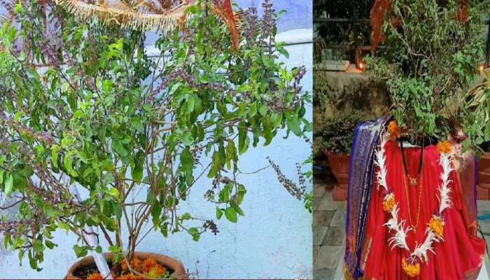 Tulsi Vivah 2022: तुळशी विवाहासाठी पूजेची अशी करा तयारी, मातेला प्रसन्न करण्यासाठी यांचा करा समावेश 