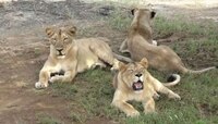 गुजरात नाहीतर 'या' राज्यात होणार पहिली Lion Safari... जाणून घ्या!