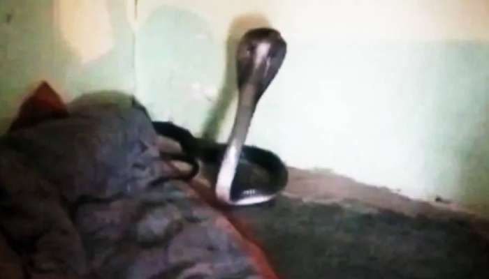 King Cobra In Blanket : अंथरुणात लपून बसलेला किंग कोबरा, पांघरूण हटवताच नागाला आला राग आणि... 