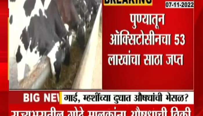 Medicine given to cows and buffaloes to increase milk? 