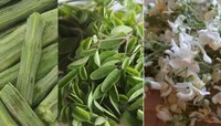 शेवग्याच्या झाडाच्या पानाचे 'हे' आरोग्यदायी फायदे माहित आहेत का?