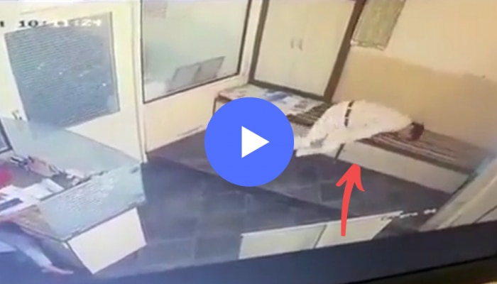 Viral Video: बसल्या बसल्या पेपर वाचत होता, अन् अचानक असं काय झालं की...