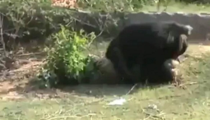 VIDEO : रस्त्यावरुन जाताना जेव्हा अचानक अस्वल हल्ला करतो.., पुढे जे घडलं ते पाहून अंगावर येईल काटा 