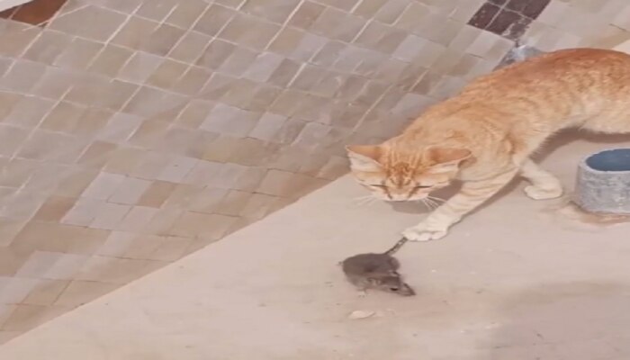 मांजर आणि उंदराचा क्युट व्हिडीओ पाहून म्हणाल..अरे हे तर tom अँड Jerry 