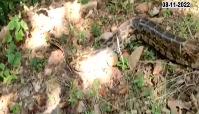 A huge python was found in Nagpur