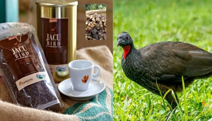 पक्ष्याच्या विष्ठेपासून बनते जगातली सर्वात महागडी Coffee..किंमत ऐकून हैराण व्हाल