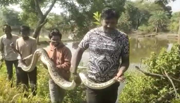 viral video: OMG फिल्मी स्टाईलमध्ये 13 फूटाच्या Anaconda ला गावकऱ्यांनी काढलं बाहेर!