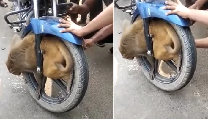 Viral: बाईकच्या चाकात फसला माकड..बचावाचा थरारक video समोर..येईल अंगावर काटा !