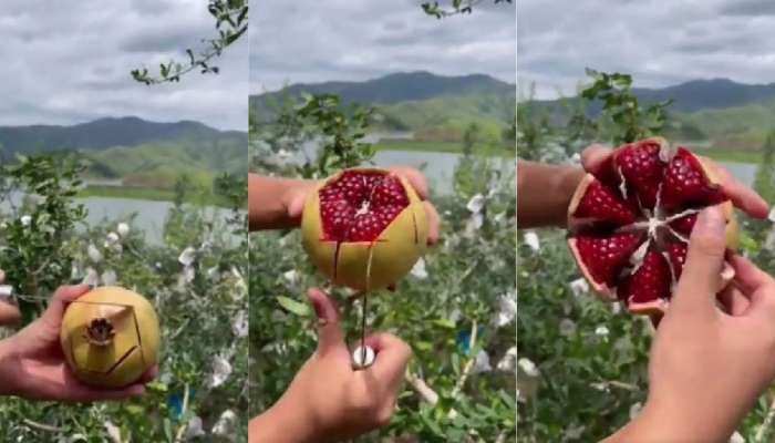 Video: डाळिंबाचे दाणे काढायचा कंटाळा येतो, ही ट्रिक वापरली तर फक्त 13 सेकंद लागतील