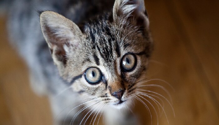 Cat Licence : मांजरप्रेमींनो लक्ष द्या, आताच लायसन्स काढलं नाही, तर खावी लागेल जेलची हवा?