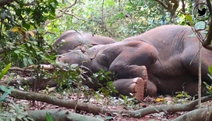 हत्तींनी गटकली पहिल्या धारेची, टून हत्तींना उठवण्यासाठी ग्रामस्थांनी बडवले ढोल, पाहा पुढे काय झालं