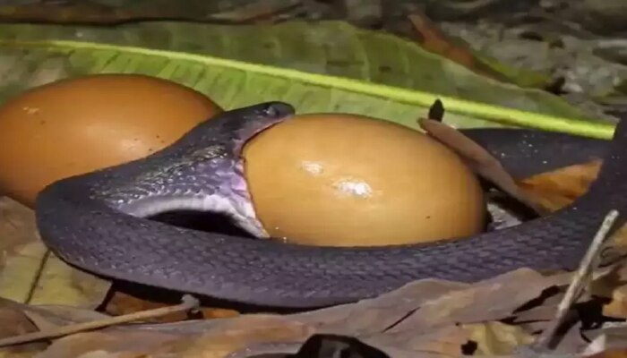 अरे बापरे! सापाने गिळलं ६० सेकंदात भलं मोठं अंड..Viral Video पाहून येईल अंगावर काटा 