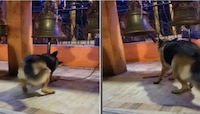 मंदिरातील श्वानचा Video तुफान व्हायरल, का होतंय कौतुक?