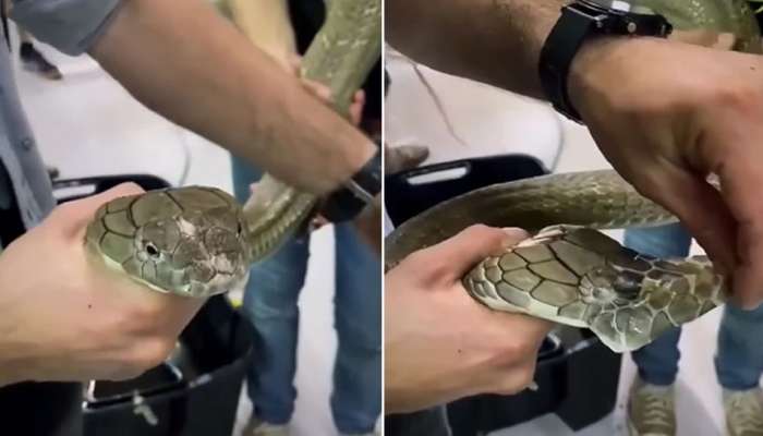 साप अशा पद्धतीने टाकतो कात, आतापर्यंत 5 लाखांहून अधिक लोकांनी पाहिला Video