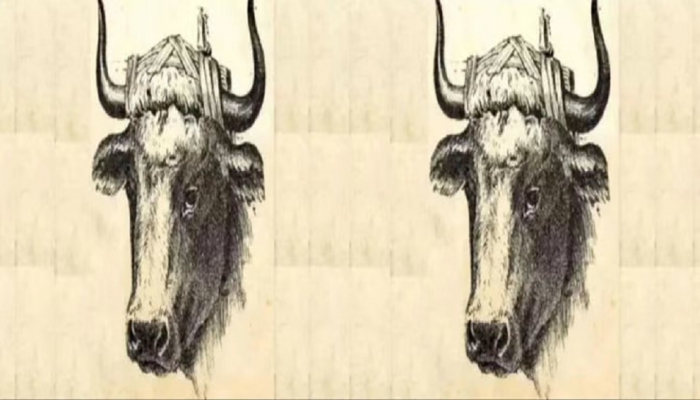 Optical Illusion: या फोटोमध्ये बैलाच्या मालकाला शोधून दाखवा, तुमच्याकडे 10 सेकंदाची वेळ 