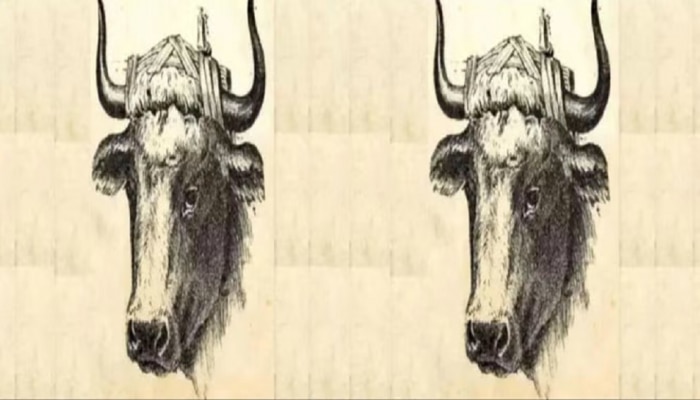 Optical Illusion: या फोटोमध्ये बैलाच्या मालकाला शोधून दाखवा, तुमच्याकडे 10 सेकंदाची वेळ 