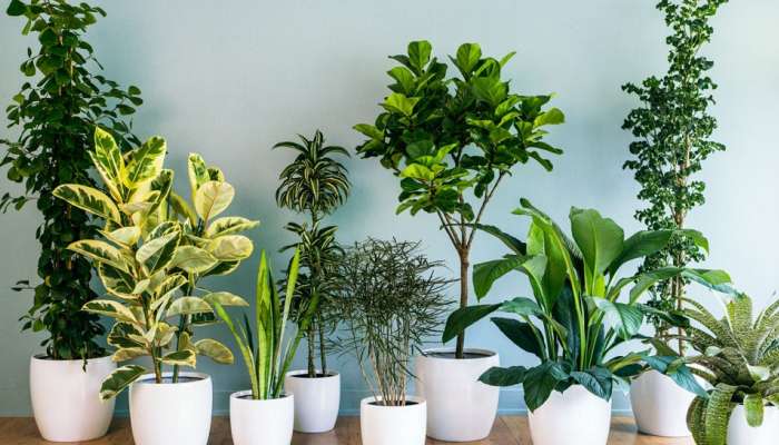 Air Purifying Plants: हिवाळ्यात घरात लावावी ही 5 रोपं, हवेतील विषारी घटक घेतात शोषून