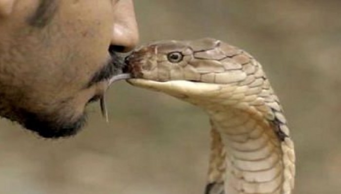 Snake : पत्नीसोबत पटत नाही म्हणून सर्पमित्राने नागाला घेतलं चुंबन अन्...