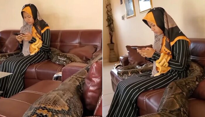 Video : आई शपथ! चक्क तरुणी अजगरासोबत आरामात सोफ्यावर बसून...