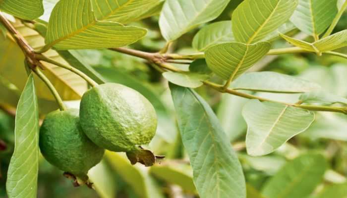 Guava leaves remedy: शुगर नियंत्रणात ठेवण्यापासून अनेक आजारांवर पेरुची पाने रामबाण उपाय