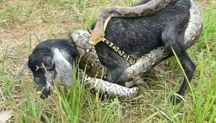 Viral Video : भल्यामोठ्या अजगराचा बकरीवर हल्ला आणि मग...
