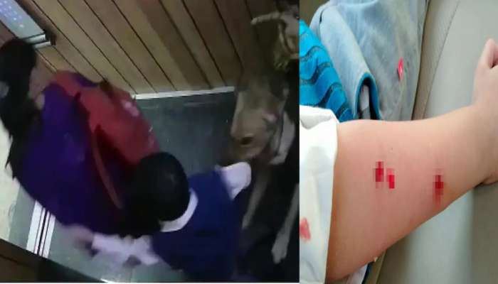 धक्कादायक! लिफ्टमध्ये येताच कुत्र्यानं केला लहानग्यावर हल्ला, Video Viral