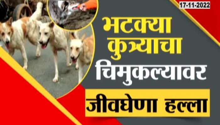 Parents, keep children away from dogs, see special report