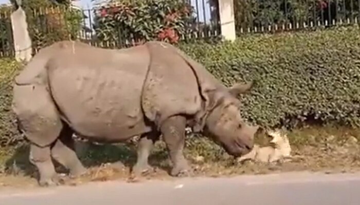 Viral Video: रस्त्याशेजारी गाढ झोपलेल्या कुत्र्याजवळ अचानक आला गेंडा, पुढे जे झालं ते तुम्ही बघा...