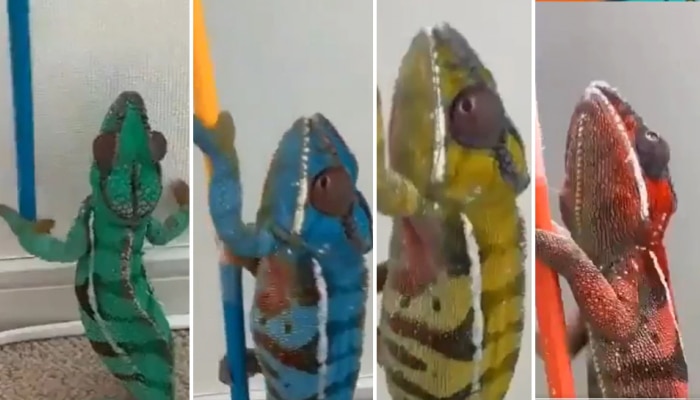 viral video: सरड्याने काही सेकंदात बदलले तब्बल 5 रंग...Video पाहून तुम्हीही चक्रावून जाल !