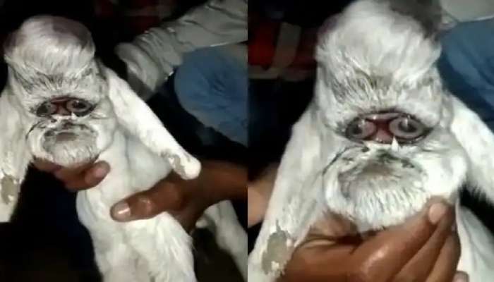 आश्चर्यच! याला कोकरू म्हणावं की माणूस? बकरीने दिला माणसासारख्या कोकराला जन्म, पाहा Video