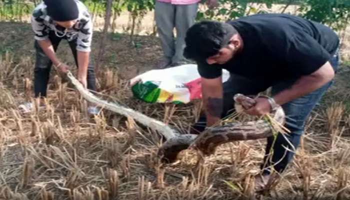 VIDEO: शिवारात 12 फुटी अजगर पोहचलाच कसा?, पाहा कशी केली सुटका