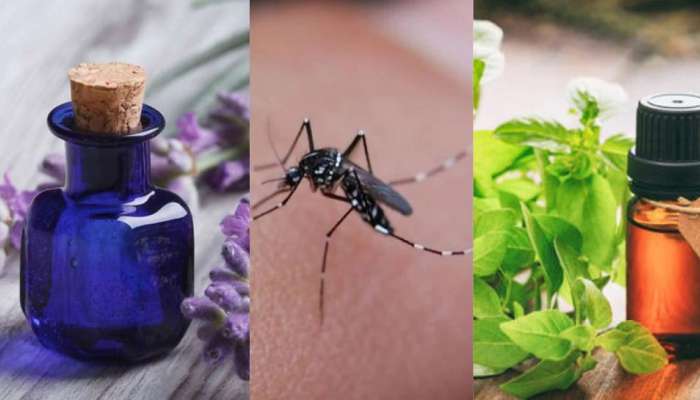 Mosquito Repellent: या Essential Oil नं डेंग्यू- मलेरिया तुमच्यापासून राहिल लांब, मच्छरांपासून मिळेल सुटका 
