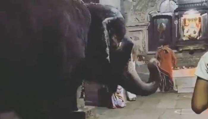 मंदिरात देवाच्या भक्तीत लीन झाला &#039;हा&#039; हत्ती,  विश्वास होत नसेल तर पाहा Video Viral 