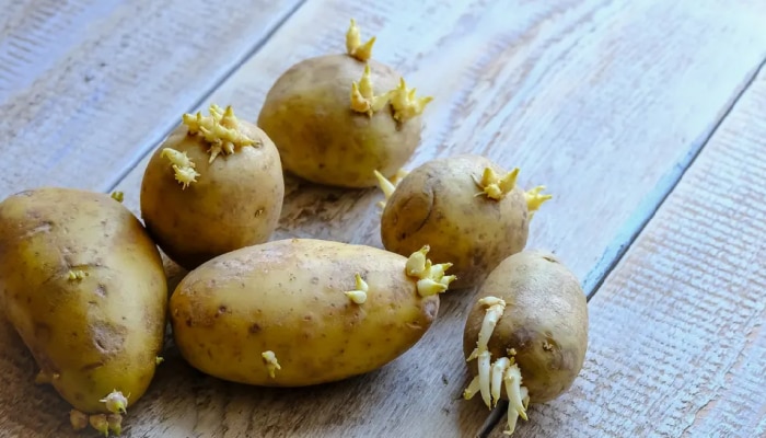 Sprouted Potatoes : मोड आलेले बटाटे म्हणजे स्लो पॉयझन; खाण्यापूर्वी &#039;हे&#039; जाणून घ्याच!