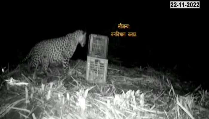 Leopard Captured In CCTV 