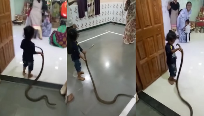 Video : नाद करायचा नाही! मंदिरात चिमुकला हातात घेऊन आला साप आणि मग...