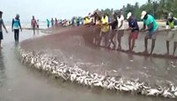 छप्पर फाडके! मालवणमध्ये मच्छिमारांना रापणीला लागली 'बंपर मासळी' 
