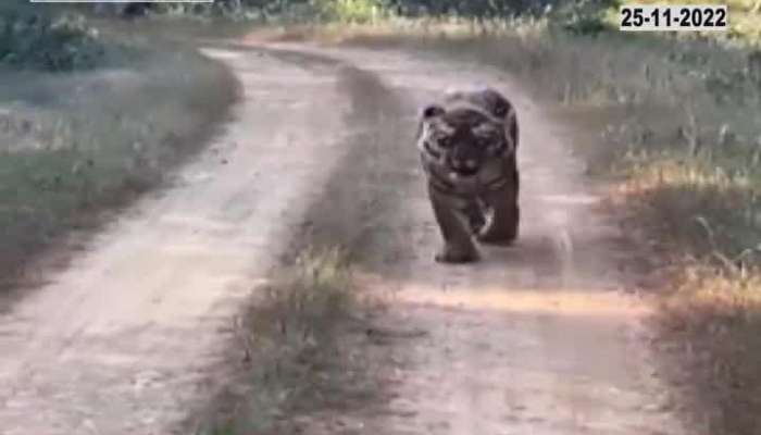 Video of Surya Tiger's graceful gait in Umred Karhadla Sanctuary near Nagpur