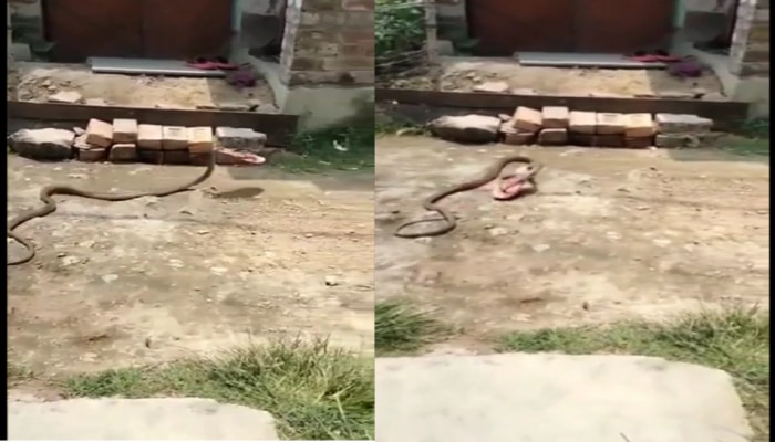 Video : अरे देवा साप महिलेची चप्पलच घेऊन फरार...