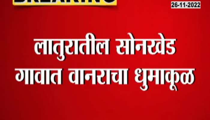 Monkey attack in Latur village, 50 injured