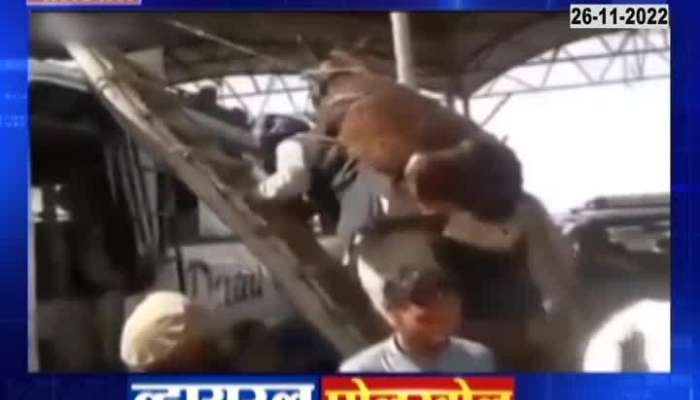Viral Pollhole | Who is this man climbing a ladder with a donkey on his back?