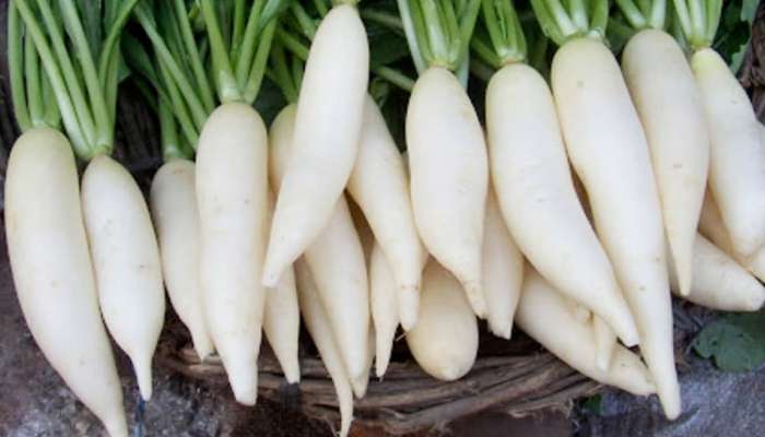 Radish Benefits: थंडीत मुळा का खावा? त्याचे आहेत खूप सारे फायदे 