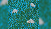 Optical Illusion : फोटोत 5 रिकाम्या बाटल्या शोधून दाखवा, तुमच्याकडे 20 सेकंद