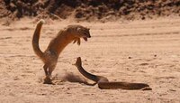 viral snake: साप आणि मुंगसाची फायटिंग...शेवट पाहून येईल अंगावर काटा...  