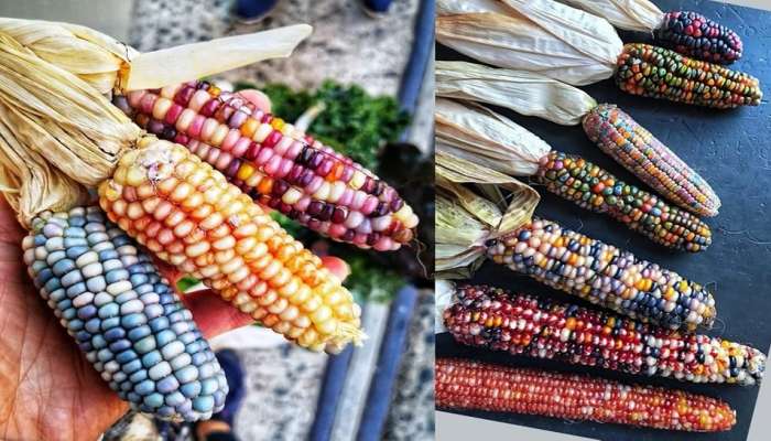 Rainbow Corn : रंगीत मक्याची शेती! भारतातील शेतकऱ्याचा कलरफुल प्रयोग