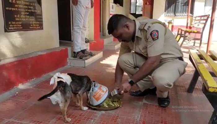 याला म्हणतात खरी माणुसकी! पोलिसांनी वर्गणी काढून जखमी कुत्र्याचे ऑपरेशन केले