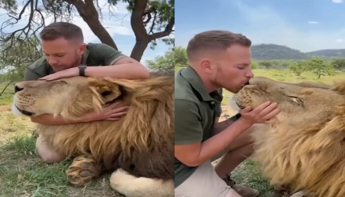 Viral Video : त्याने चक्क सिंहाला Kiss केली अन्...