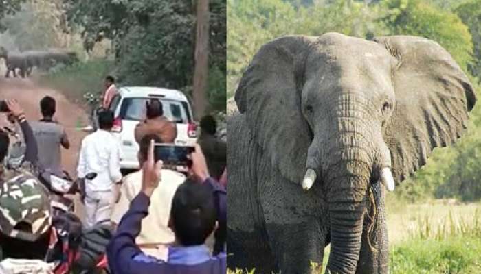 Video: जंगली हत्तींचा हैदोस; जीवाची पर्वा न करता अनेकजण फोटो काढण्यासाठी रस्त्यावर 