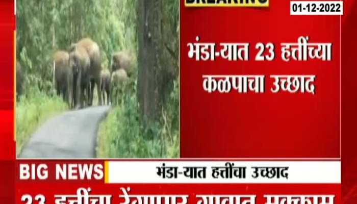 Elephant enter in bhandara District from last few days